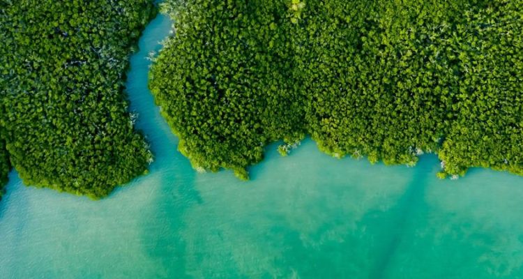 Climate and Environmental News Updates Today