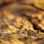 Growing BI Sales Through Strategic Demos and Free Trials