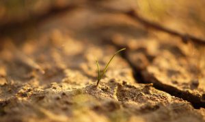 Growing BI Sales Through Strategic Demos and Free Trials