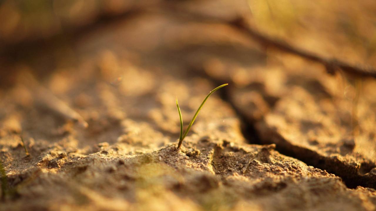 Growing BI Sales Through Strategic Demos and Free Trials